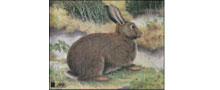 JVD - Rabbit